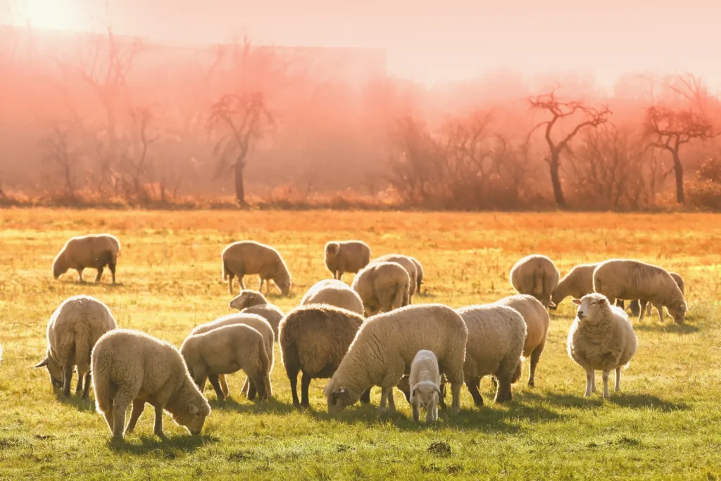 Ovejas pastando al atardecer