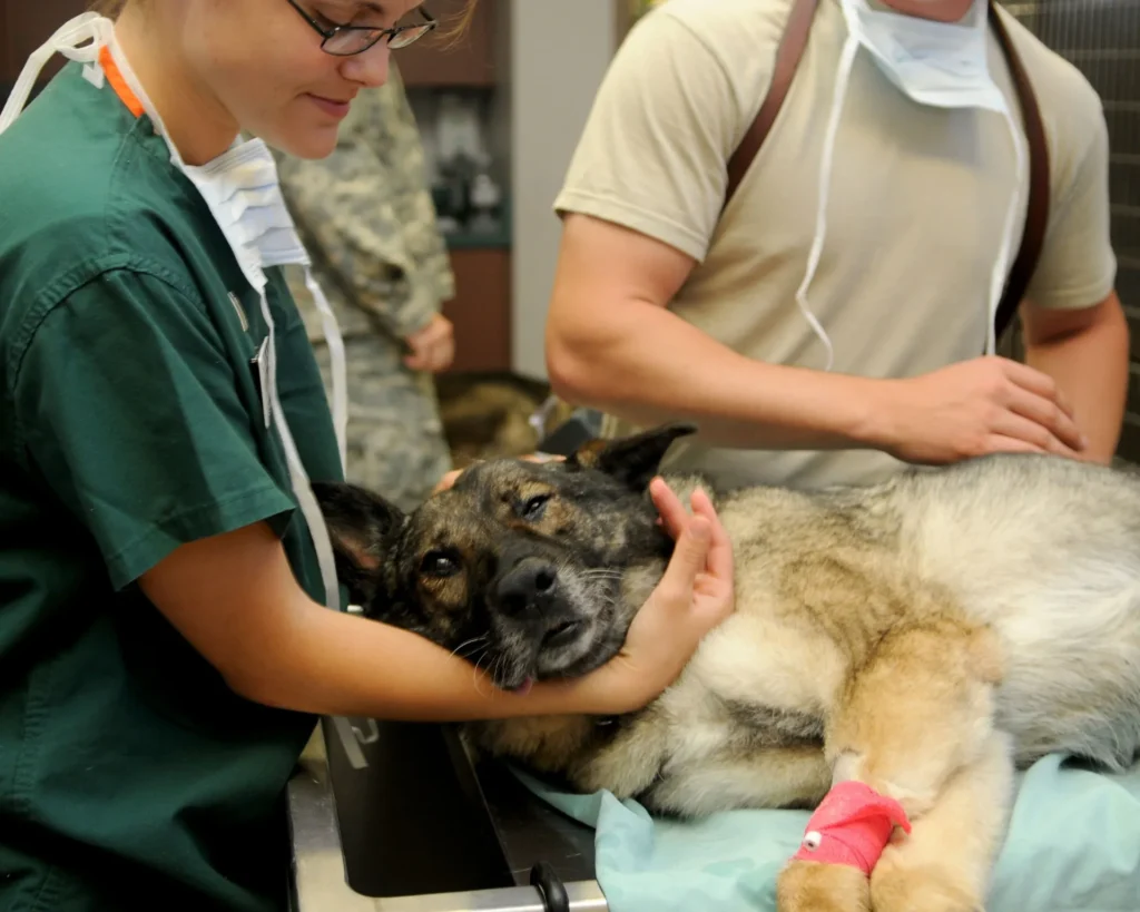 Veterinarios atendiendo a un perro en la clínica